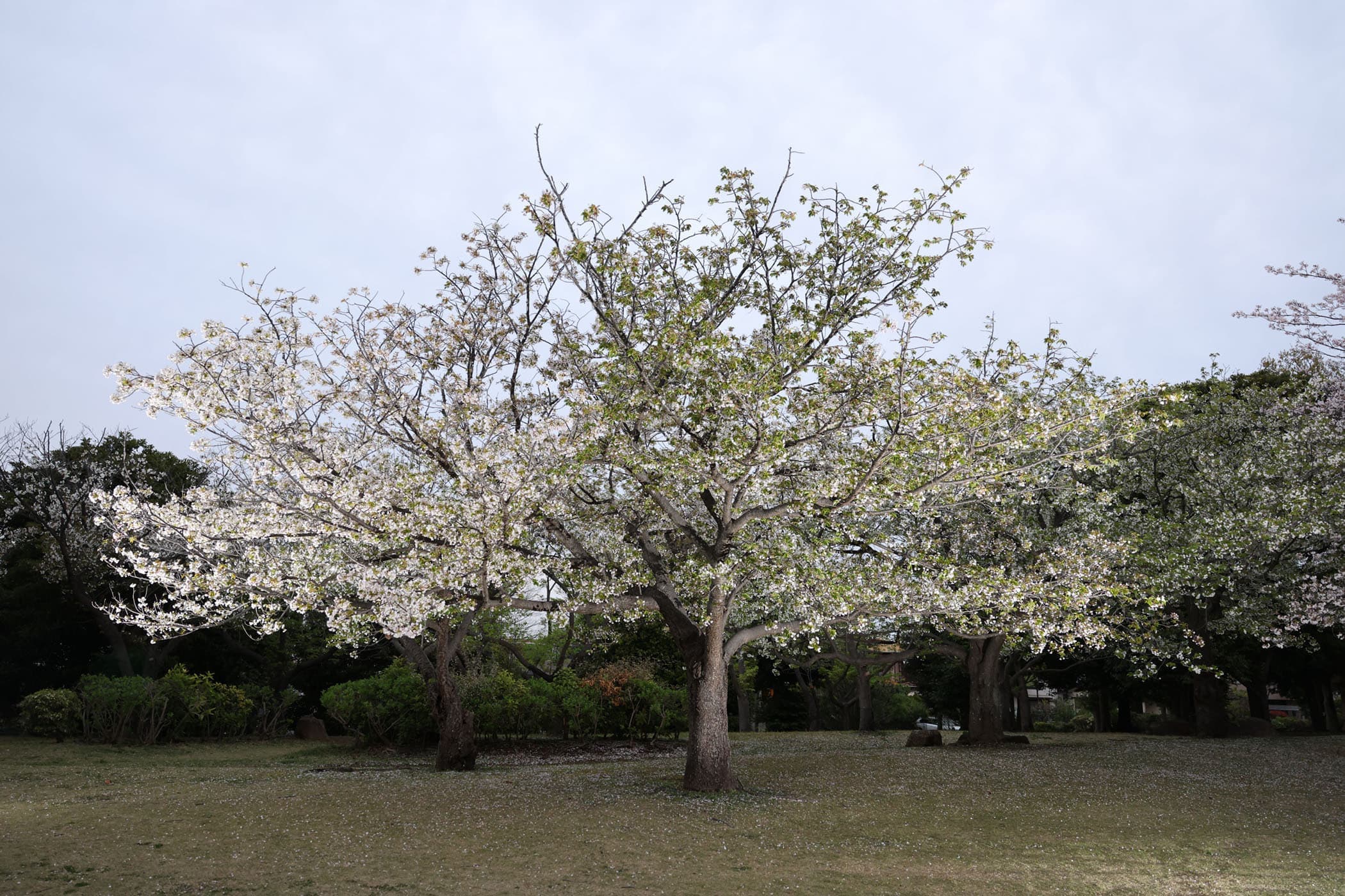 sakura_20260405.jpg