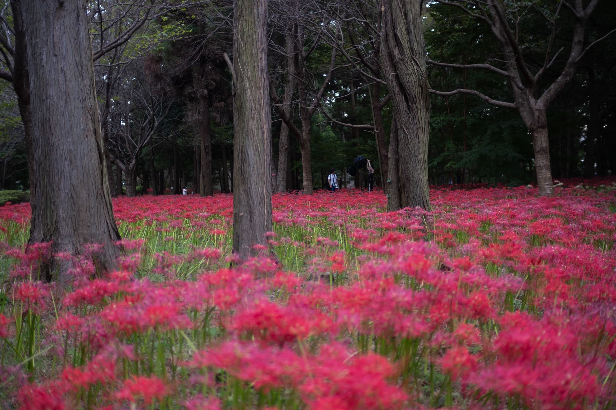 higanbana_yachiyo-1.jpg